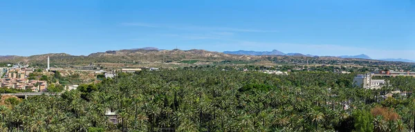 Panoramatický Výhled Palmový Háj Elche Místo Světového Dědictví Vrcholu Baziliky — Stock fotografie