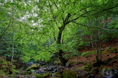 Kayın. Nehirli Urbion kayın ormanı. Fagus sylvatica. Burgos ili, Castilla y Len, İspanya.