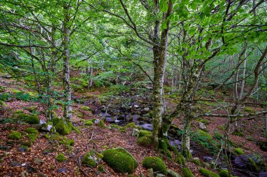 Kayın. Nehirli Urbion kayın ormanı. Fagus sylvatica. Burgos ili, Castilla y Len, İspanya.
