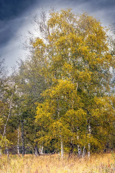 Разноцветные Березы Холодный Осенний День — стоковое фото