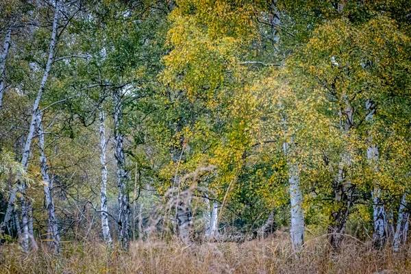 Forêt Paysage Une Forêt Bouleaux — Photo