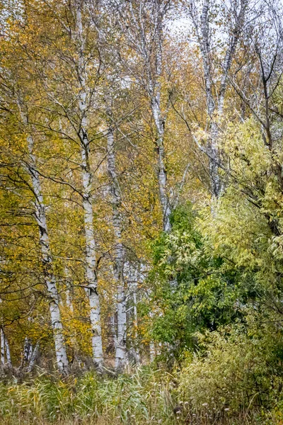 Группа Березовых Деревьев Лесном Лесу — стоковое фото