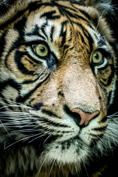 Gros Plan Visage Tigres — Photo