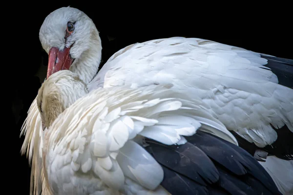 Twee Ooievaars Een Zwarte Achtergrond — Stockfoto