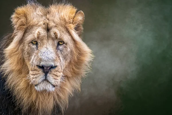 Ένα Αρσενικό Λιοντάρι Φωτεινά Μάτια Και Τριχωτή Χαίτη — Φωτογραφία Αρχείου