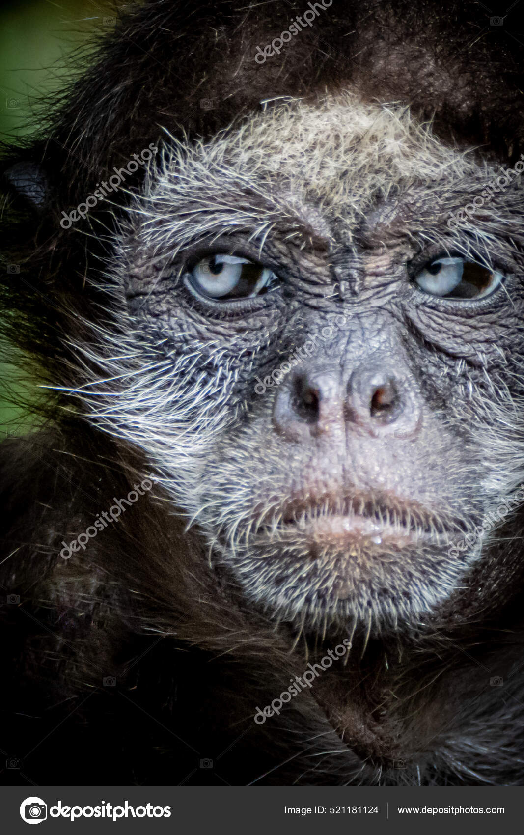 Fotos de Macaco aranha, Imagens de Macaco aranha sem royalties