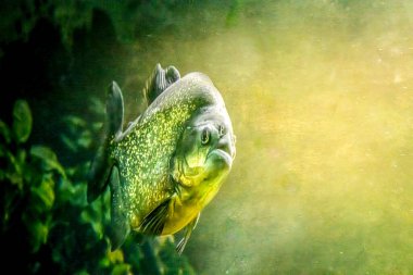 Büyük bir piranha portresi. 