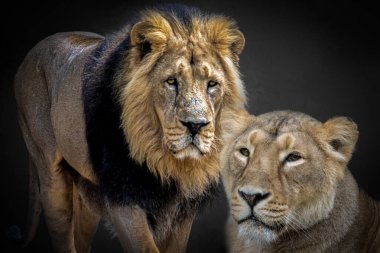 Siyah arka planda bir Afrikalı erkek ve dişi aslan.