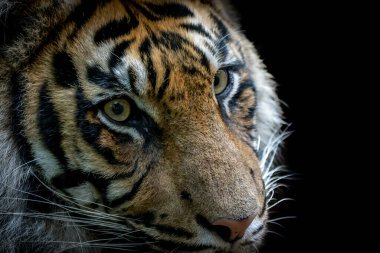 Siyah arka plandaki kaplanın yakın plan portresi