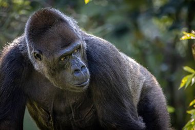  ormanda yürüyüş goril