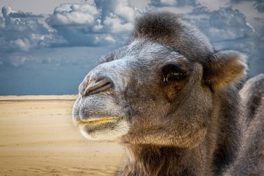 Bulutlu mavi gökyüzü ile kumlu çölde bir deve