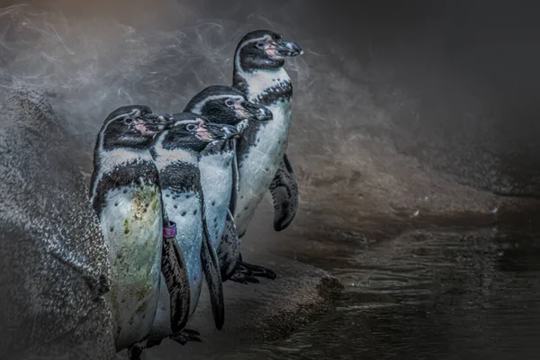 Group Penguins Icy Cold — Stock Photo, Image