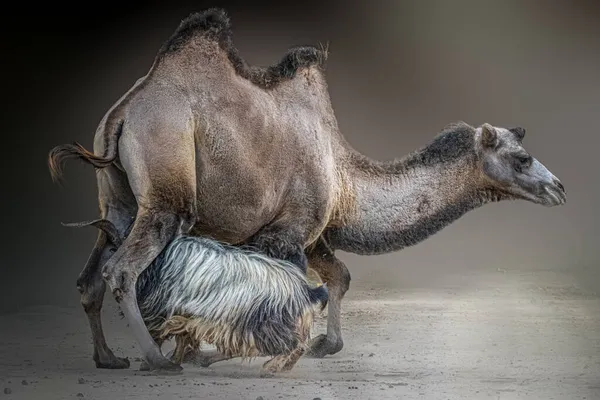 Camello Una Cabra Batalla — Foto de Stock