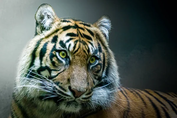 Retrato Tigre Frente Fondo Verde —  Fotos de Stock