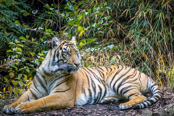 Tigre Grande Tendido Borde Selva —  Fotos de Stock