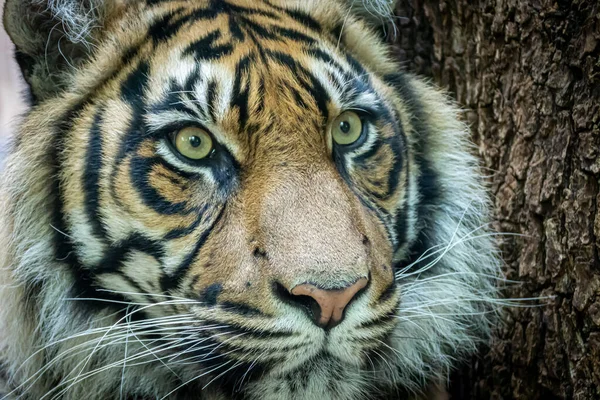 Portré Egy Tigris Egy Barna Háttér — Stock Fotó