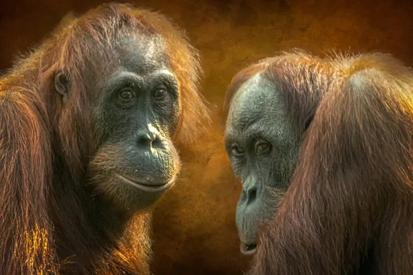 Portrait Two Orangutans — Stock Photo, Image