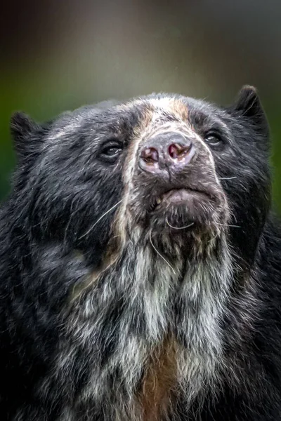 Ritratto Orso Nero Sudamericano Maschio — Foto Stock