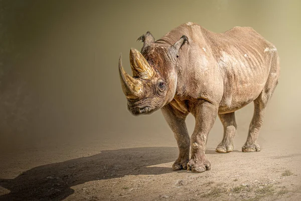 Portrait Rhinocéros Africain — Photo
