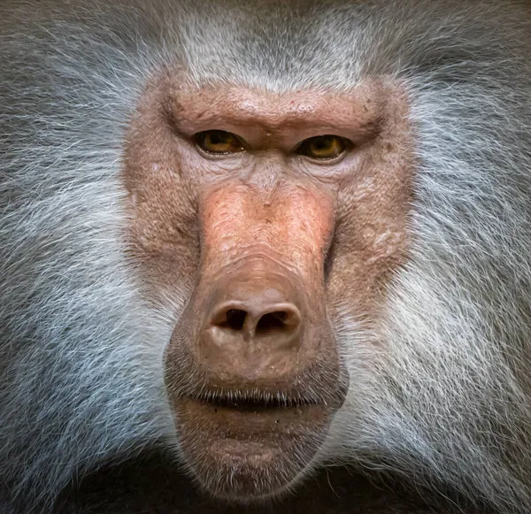 Close Retrato Babuíno Masculino — Fotografia de Stock