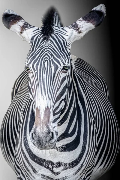 Retrato Uma Zebra Sobre Fundo Preto Branco — Fotografia de Stock