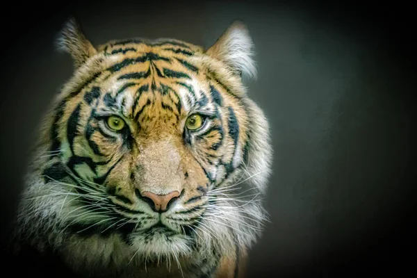 Портрет Полосатого Большого Тигра — стоковое фото