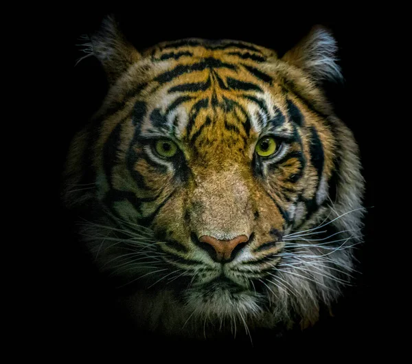 Портрет Тигра — стоковое фото