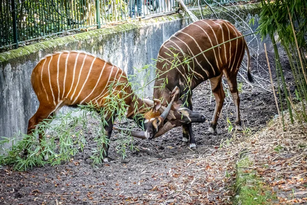 動物園で戦う2頭のボンゴ — ストック写真