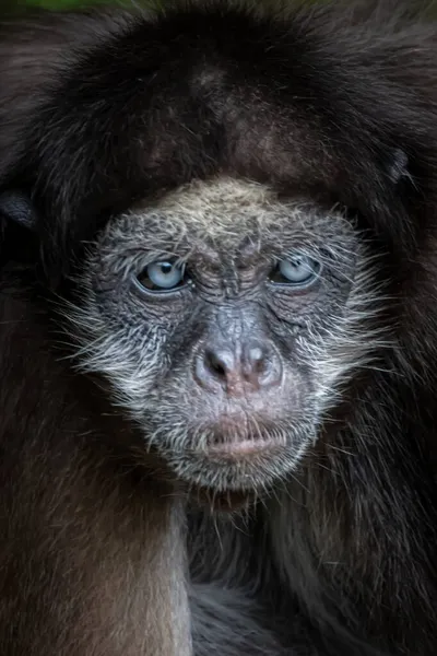 Bonito Close Macaco Aranha — Fotografia de Stock