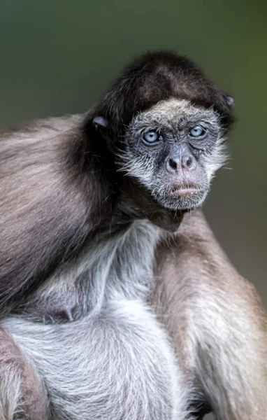 Retrato Uma Mãe Macaco Aranha — Fotografia de Stock