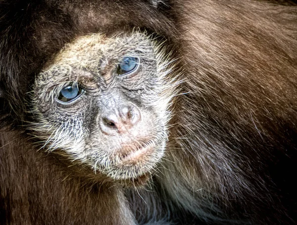 Retrato Artístico Macaco Aranha — Fotografia de Stock