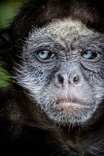 Retrato Macaco Aranha Aparência Média — Fotografia de Stock