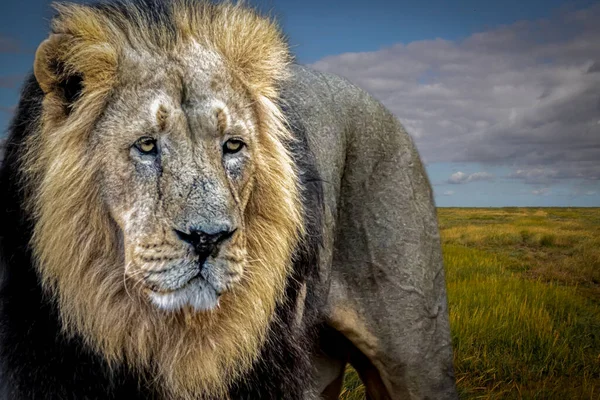 Ένα Αρσενικό Λιοντάρι Στην Αφρικανική Σαβάνα — Φωτογραφία Αρχείου