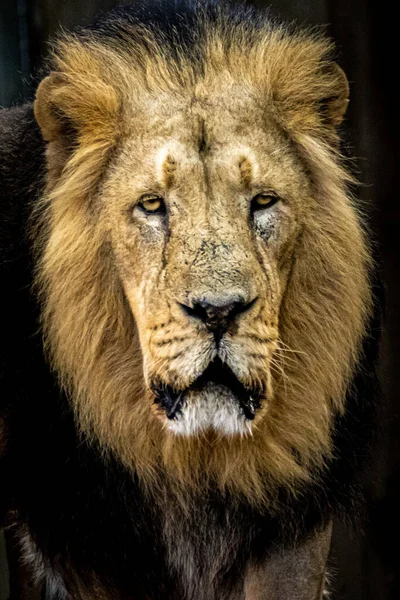 Πορτραίτο Αρσενικού Λιονταριού Μαύρο Φόντο — Φωτογραφία Αρχείου