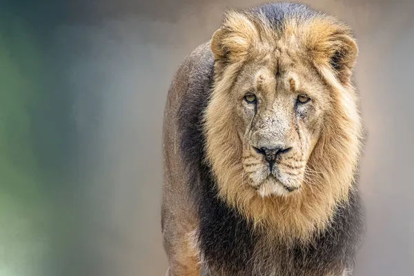 Όμορφο Πορτρέτο Ενός Αρσενικού Λιονταριού — Φωτογραφία Αρχείου