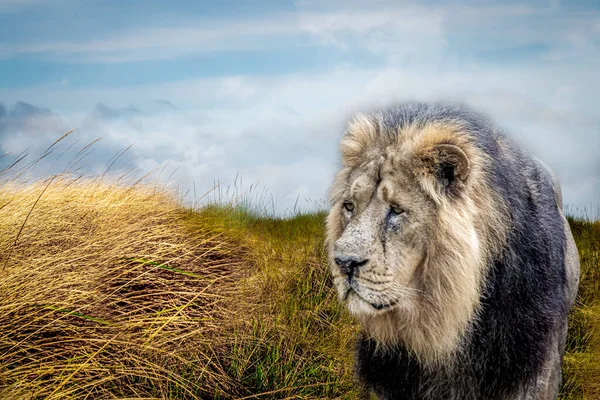 Ένα Αρσενικό Λιοντάρι Στην Αφρικανική Σαβάνα — Φωτογραφία Αρχείου