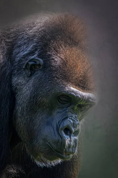 Vertical Portrait Large Gorilla — Stock Photo, Image