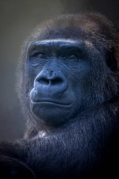 Retrato Vertical Gorila Fuerte Sobre Fondo Negro — Foto de Stock
