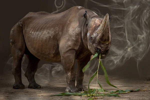 Grande Rinoceronte Africano Comendo Frente Backgro Cinza — Fotografia de Stock