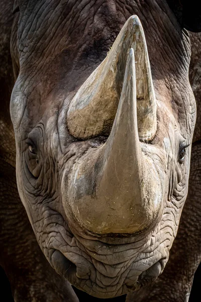 Крупним Планом Портрет Голови Носорога — стокове фото