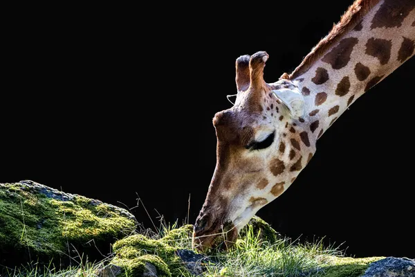 Жираф Ест Траву — стоковое фото