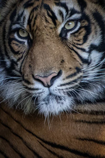 Portrait Vertical Tigre — Photo