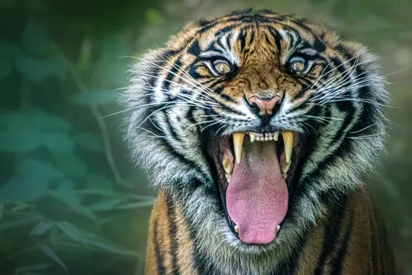 Tigre Gruñendo Listo Para Morder —  Fotos de Stock