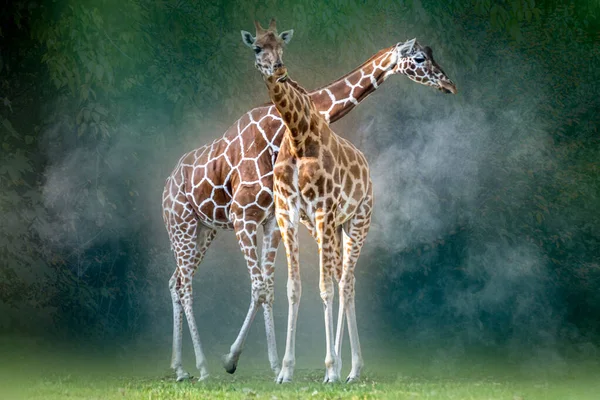 Два Жирафа Стоят Перед Деревьями Туманный День — стоковое фото