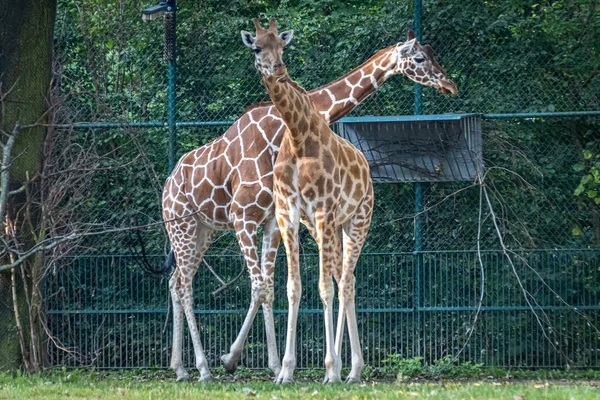 Zwei Giraffen Stehen Vor Bäumen — Stockfoto