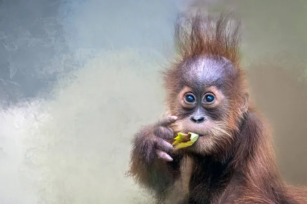 Young Orangutan Eating Leaf — Stock Photo, Image