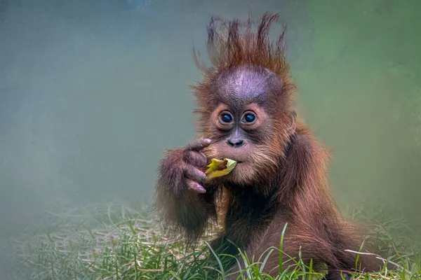Young Orangutan Eating Leaf — Stock Photo, Image