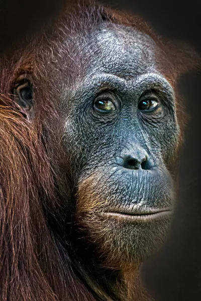 Portrait Urangutan Looking Upward — Stock Photo, Image