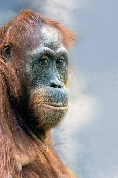 Verticaal Portret Van Een Orang Oetan — Stockfoto