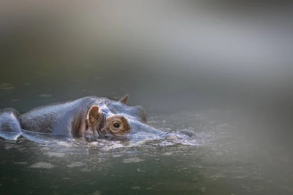 Hipopótamo Nadando Rio — Fotografia de Stock